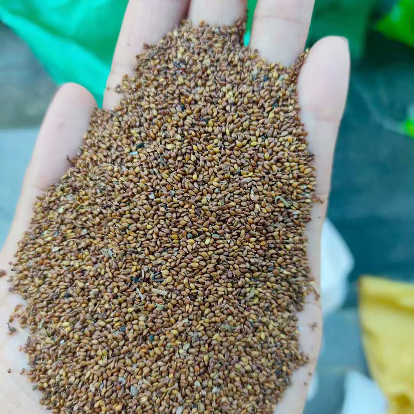 夏枯草种子