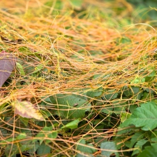 菟丝子种子也叫豆寄生豆阎王无根草禅真黄丝黄丝藤金丝藤新货3