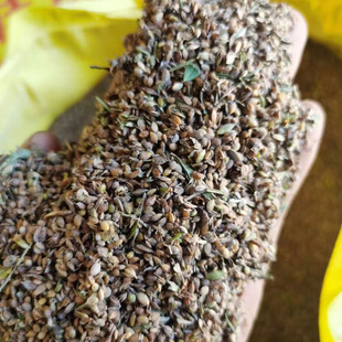 截叶胡枝子种子别称夜关门种子截叶铁扫帚小叶绢毛胡枝子铁马鞭4