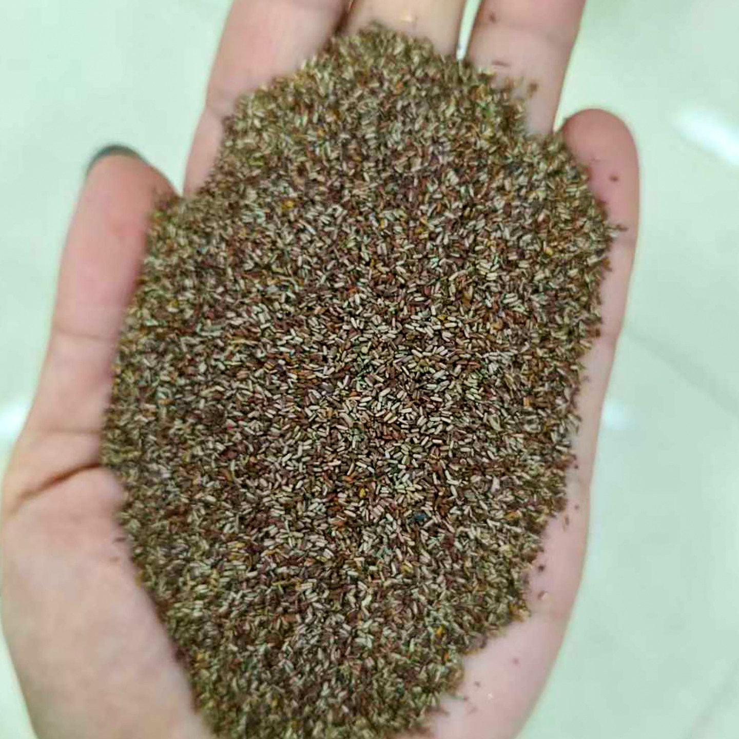 马鞭草种子