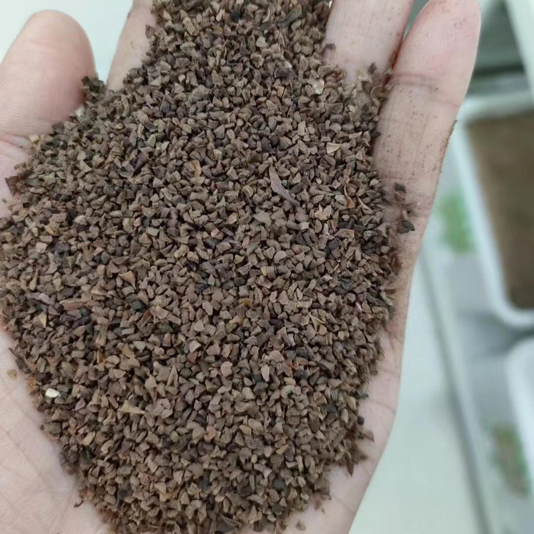 钓钟柳种子观花种籽四季象牙红庭院夏季切花吊钟柳种孑花种5