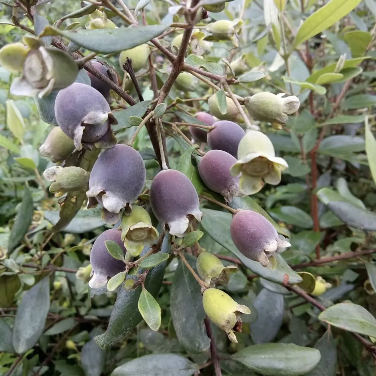 山稔子种子种籽稔子树山菍多莲4