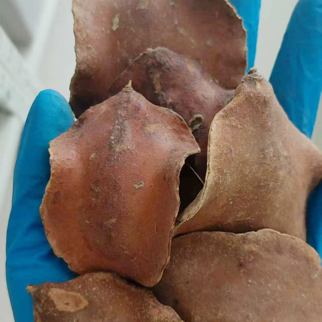蓝花楹种子