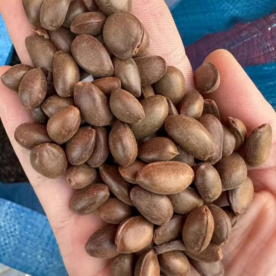 番荔枝种子释迦果种孑果树种籽赖球果佛头果林檎树种子4