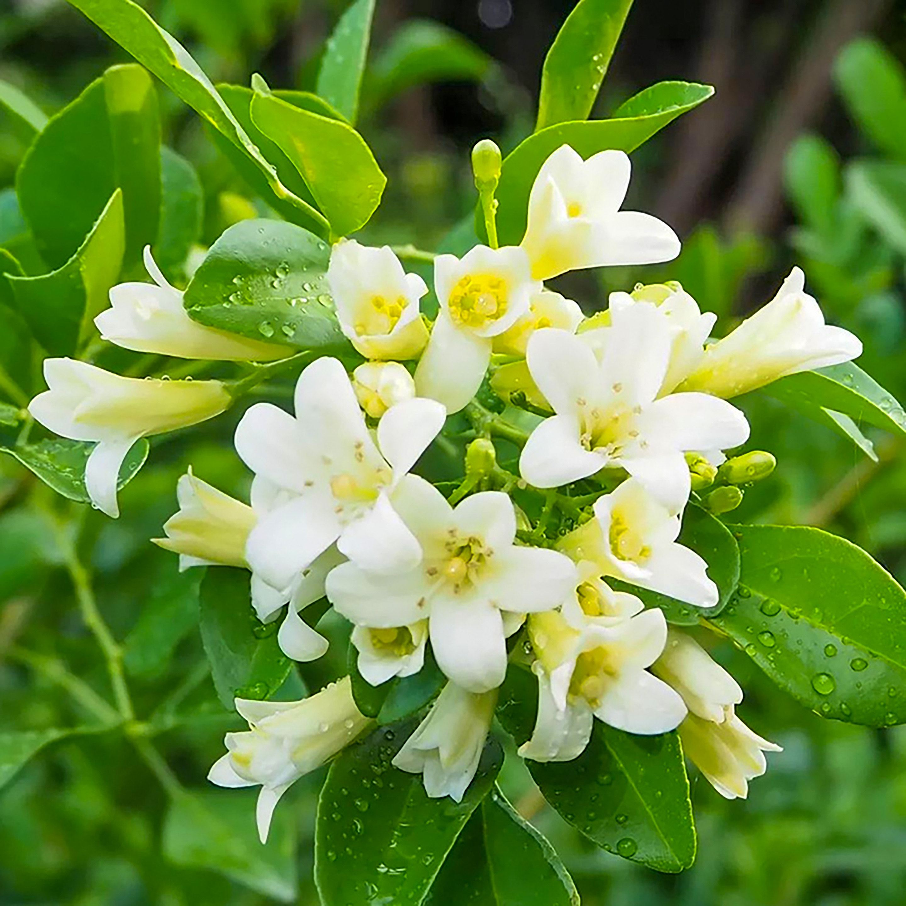 九里香种子花种盆栽花籽籽石辣椒九树香七里香种籽花种月橘种孑5