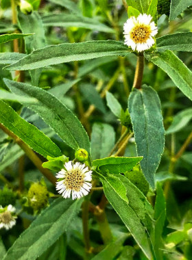 旱莲草种子也叫墨旱莲金陵草墨斗草墨菜白花蟛蜞菊墨记菜鳢肠种3
