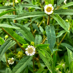 旱莲草种子也叫墨旱莲金陵草墨斗草墨菜白花蟛蜞菊墨记菜鳢肠种3