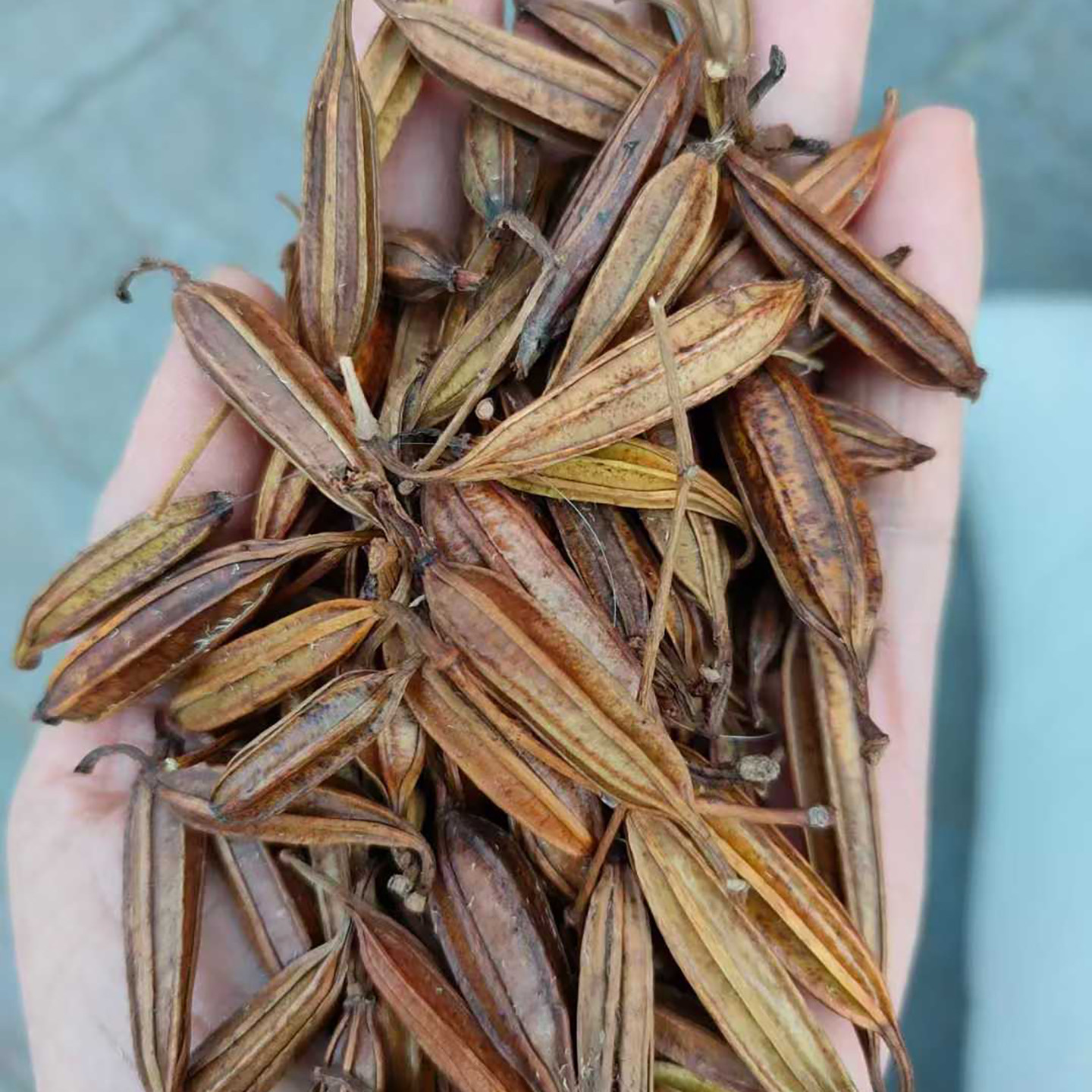 白芨种子带壳25年新货