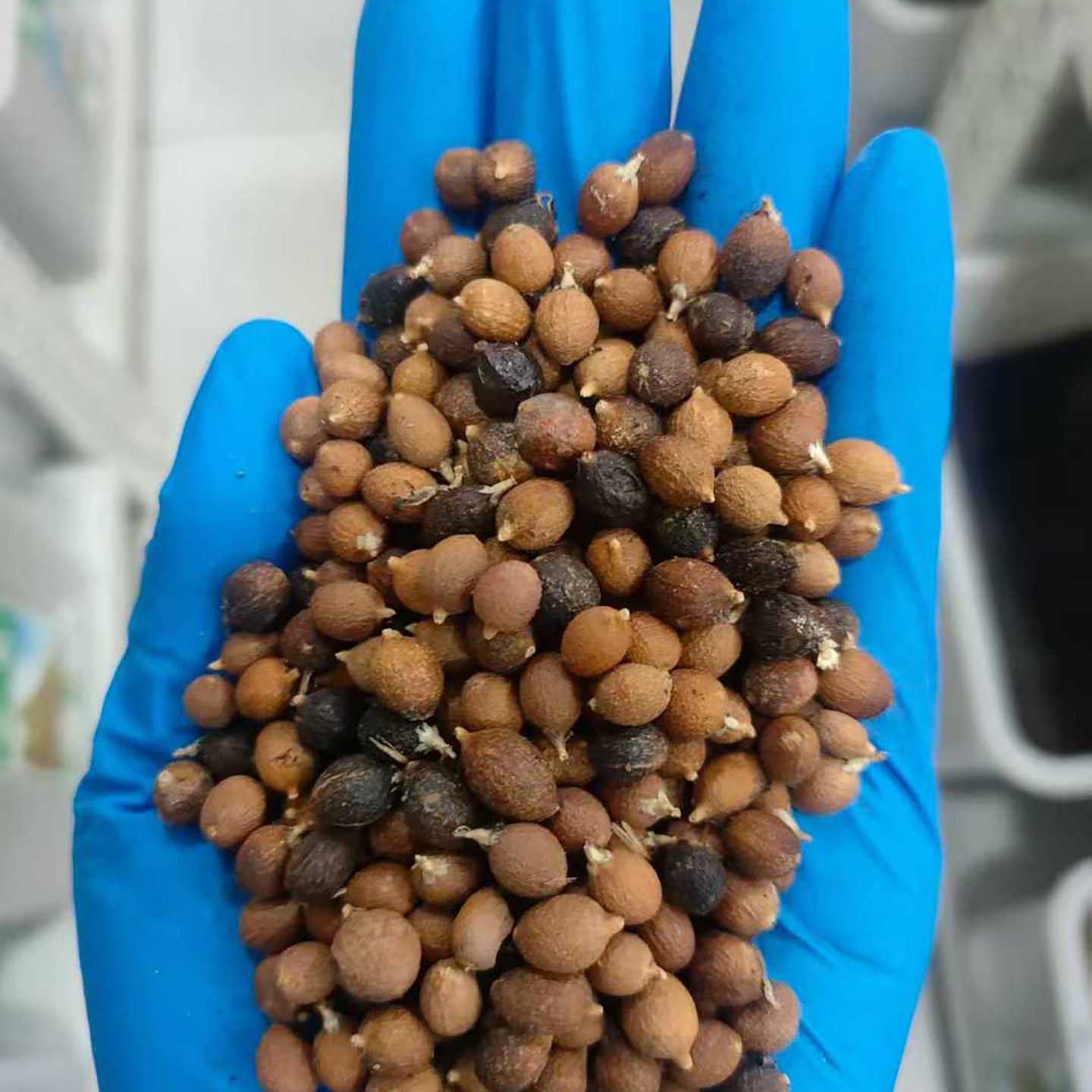 老人葵种子种孑华盛顿棕榈树多年生景观树华棕种籽树种子4