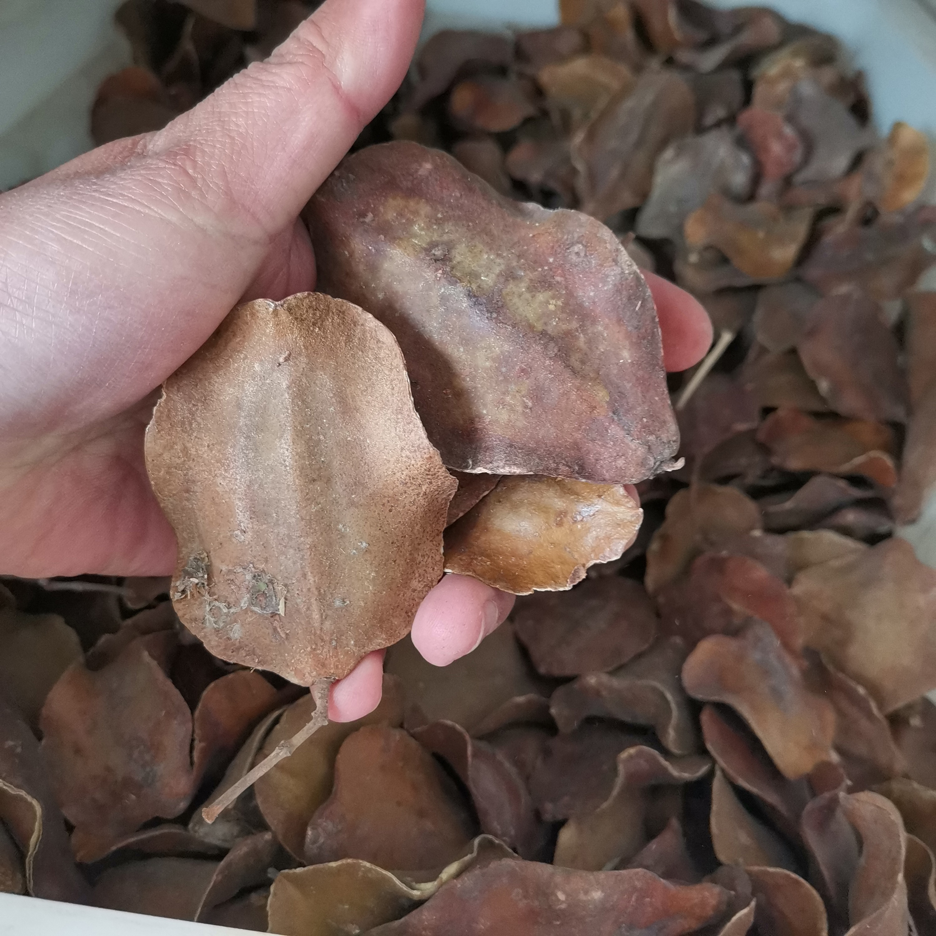 蓝花楹种子可做饰品用