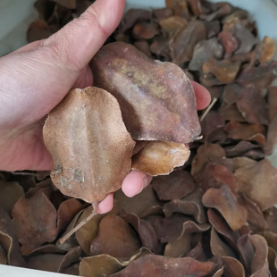 蓝花楹种子也叫巴西紫葳、非洲紫葳、西紫葳、金凤花、紫云木4