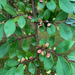 小叶榔榆种子盆景素材附石小苗用种子米叶榔榆苗树种子种籽4