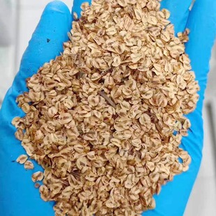 水杉种子梳子杉挺拔树木种籽4