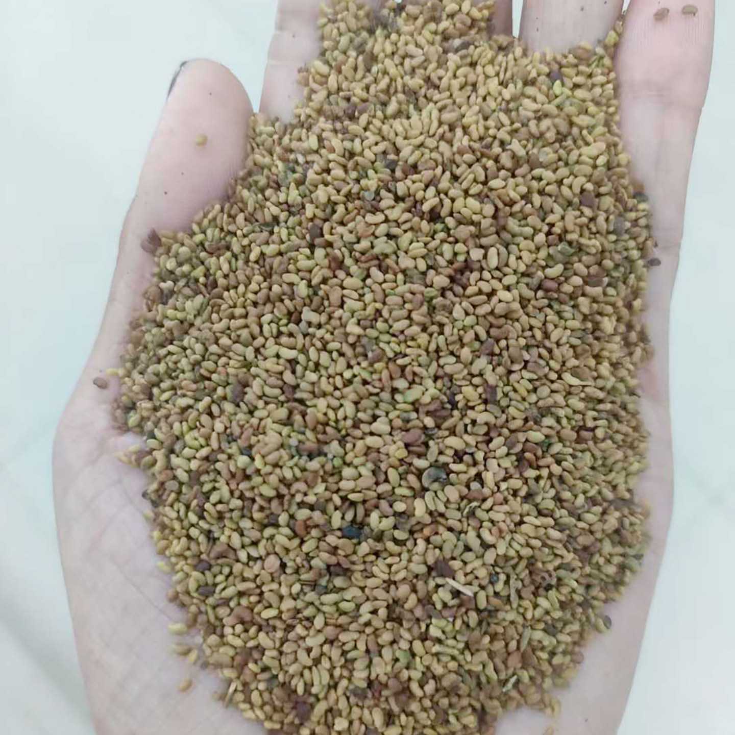 苜蓿种子紫花苜蓿1