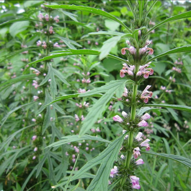 益母草种子籽种子艾草籽种植物种孑红花艾菜种孑种籽3