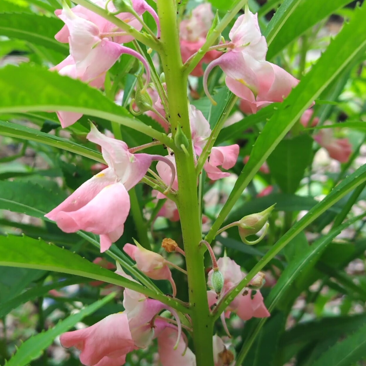 凤仙花种子5