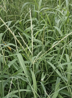 马唐种子Digitaria sanguinalis (L.) Scop.