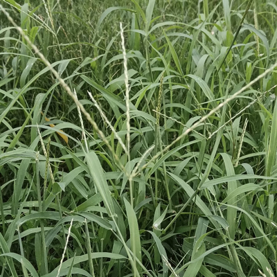 马唐种子Digitaria sanguinalis (L.) Scop.