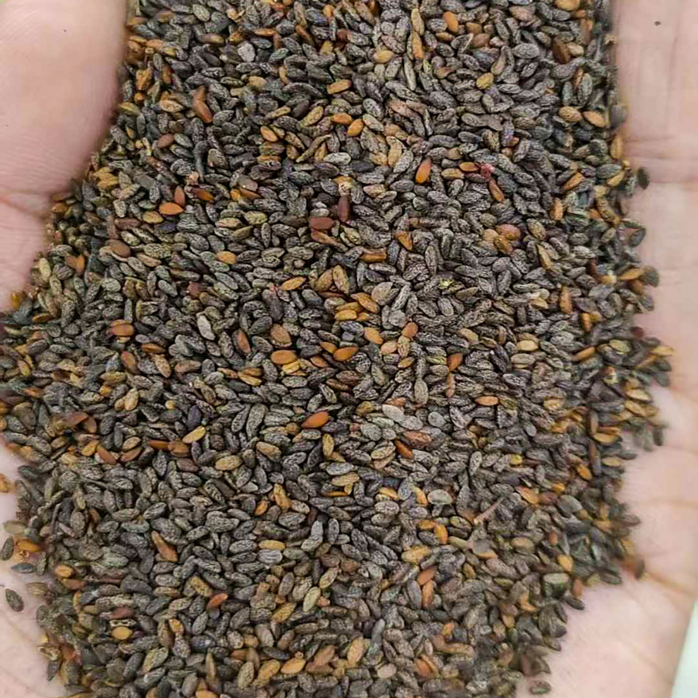 红花鼠尾草种子5