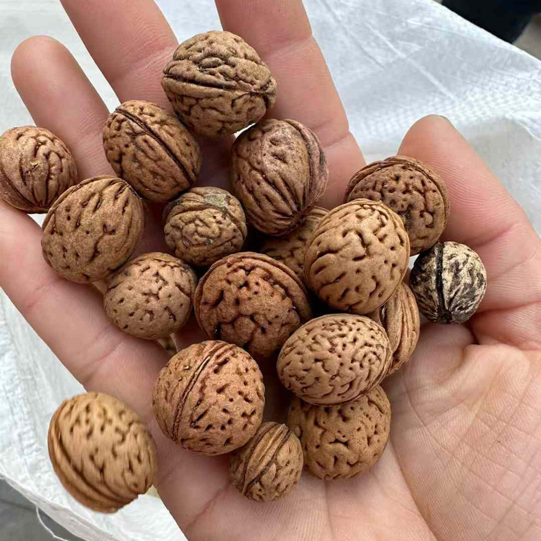 山桃种子4