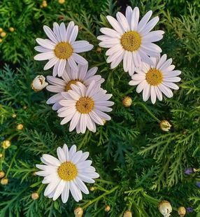 白晶菊种子花种5