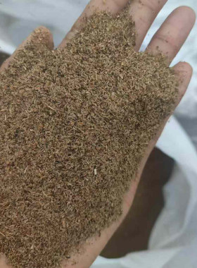 龙胆草种子