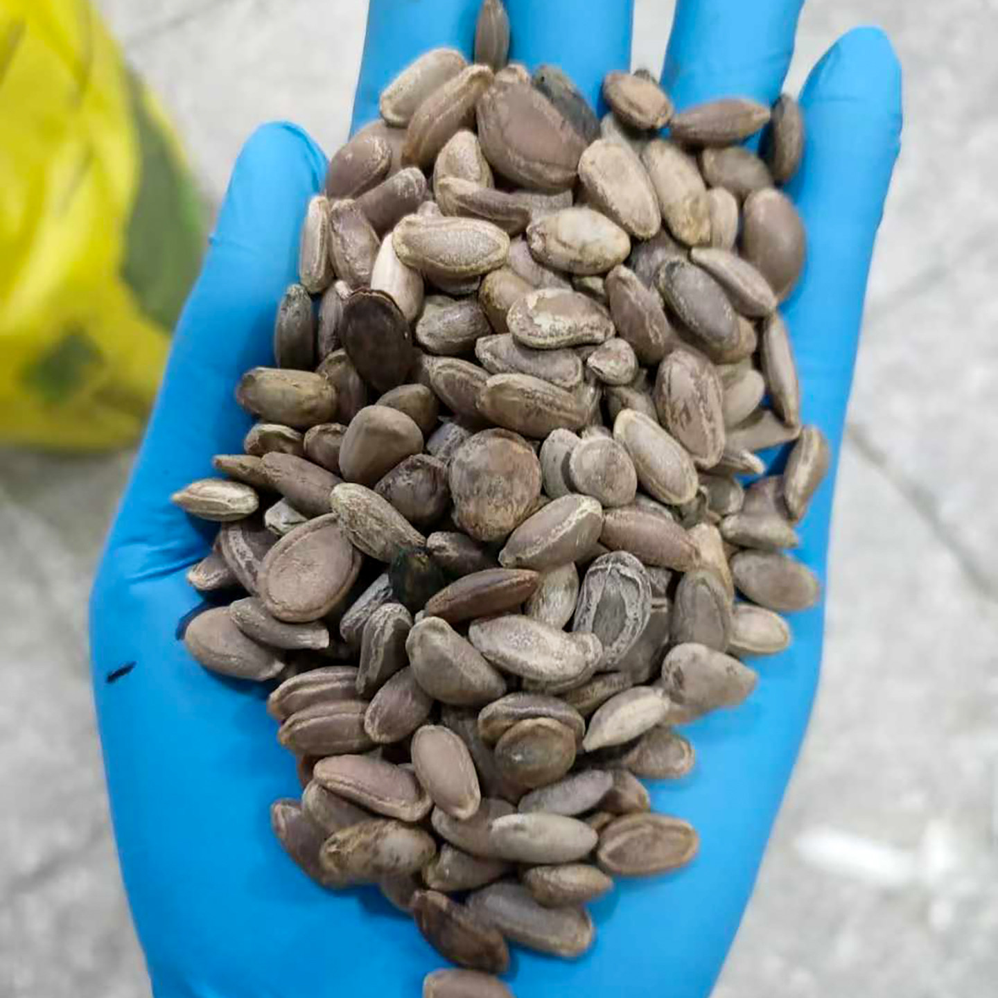 瓜蒌种子3