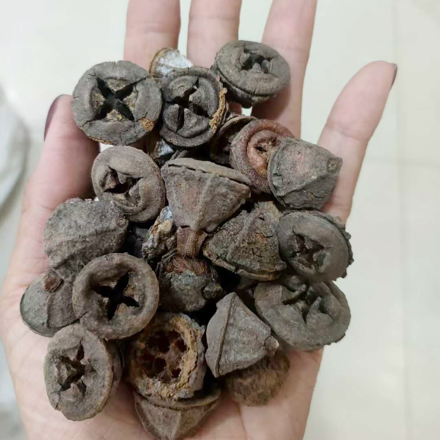 云南白树球扣子七胜利果一口钟大金钟子3