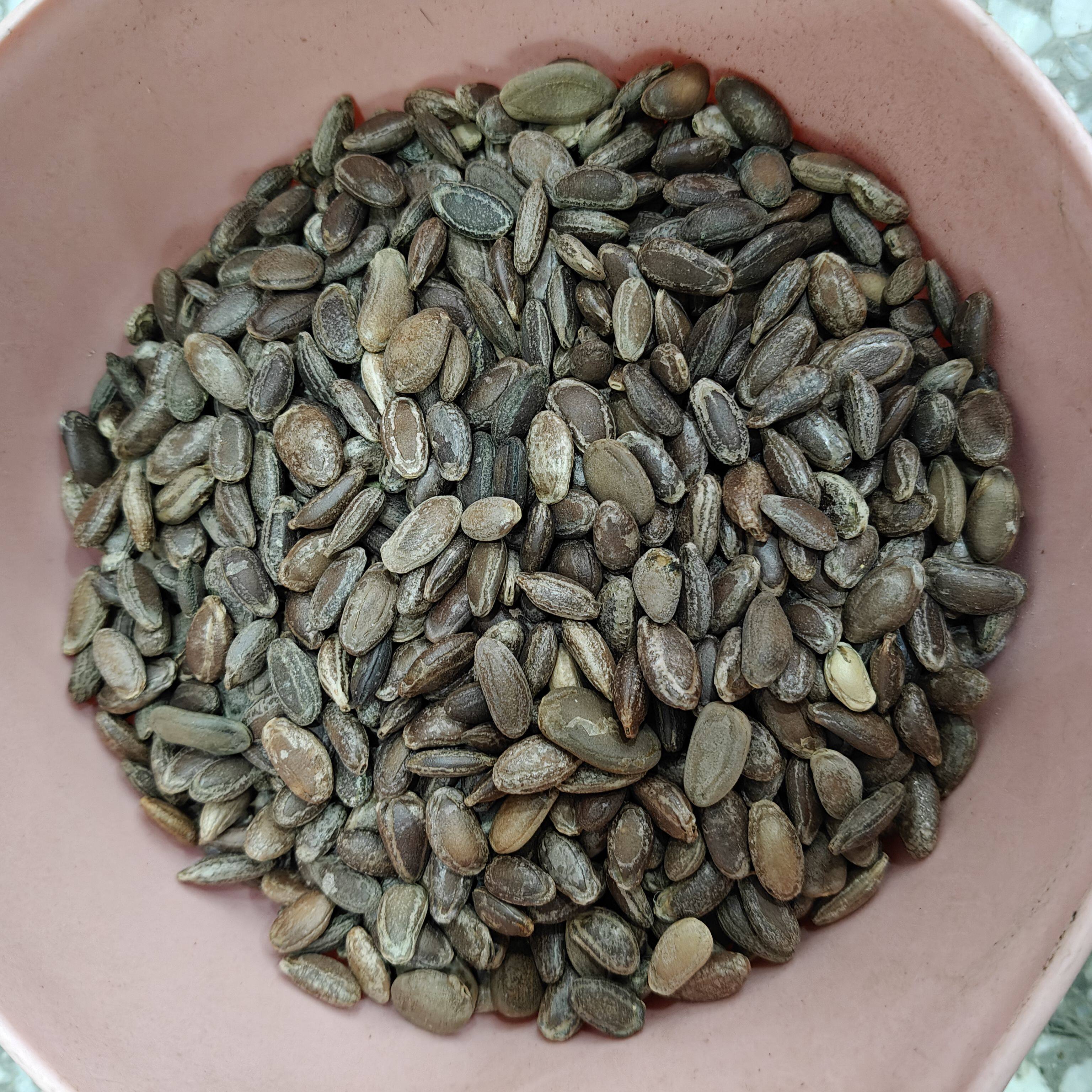 瓜蒌种子3