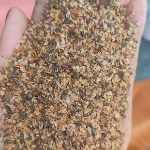 桤木种子荒山绿化种籽抗风沙护坡固土籽树种子4