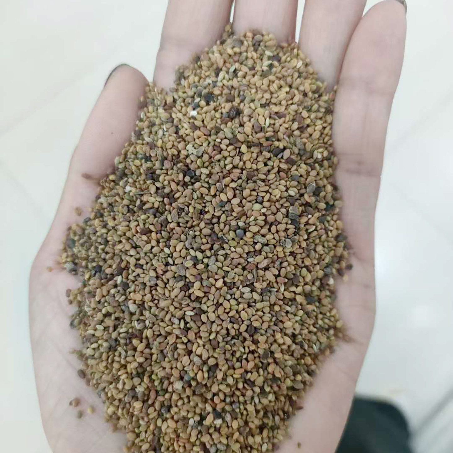 草木樨种子也叫铁扫把、败毒草、省头草、香马料1