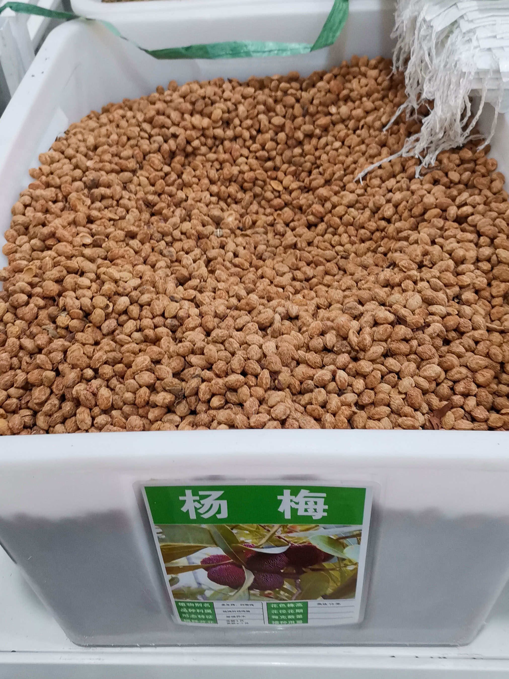 杨梅苗用种子四季果树砧木用种籽籽