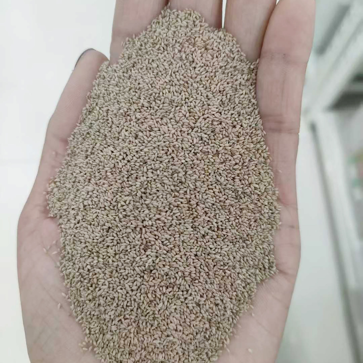 梯牧草种子种子猫尾草兔子豚鼠荷兰猪优质草多年生牧草种子