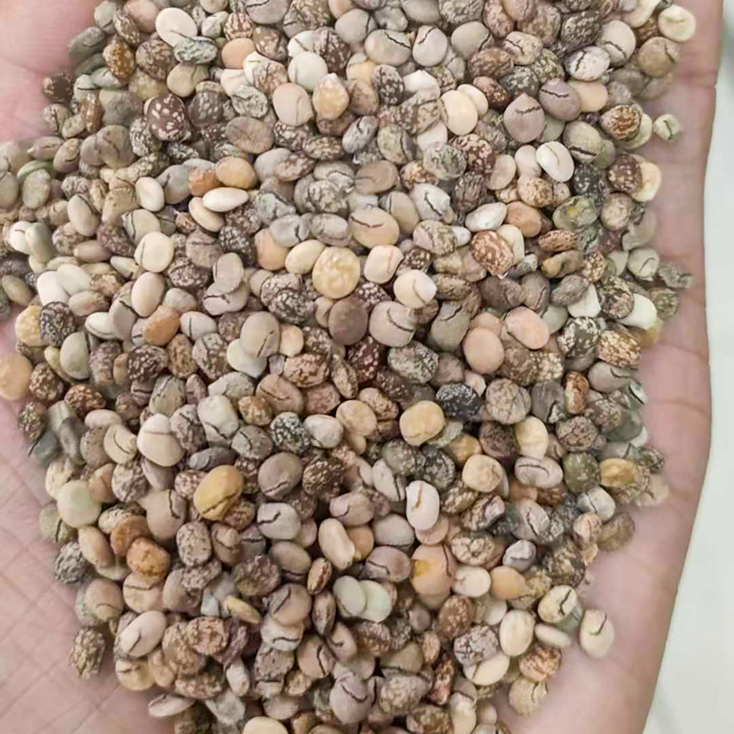 鲁冰花种子