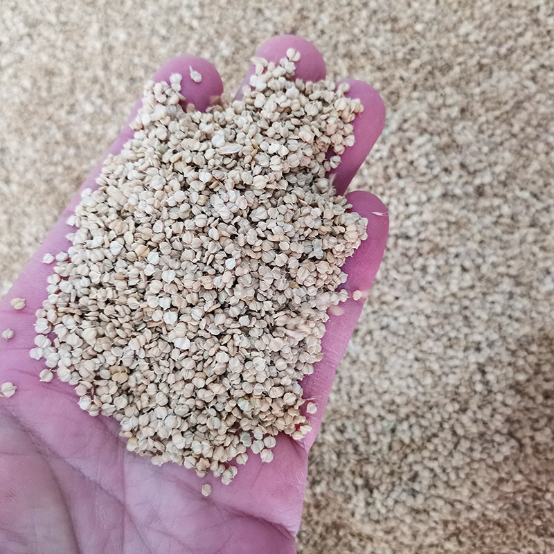 棒棒草种子耐寒水草养鱼小龙虾用种籽草种牧草1