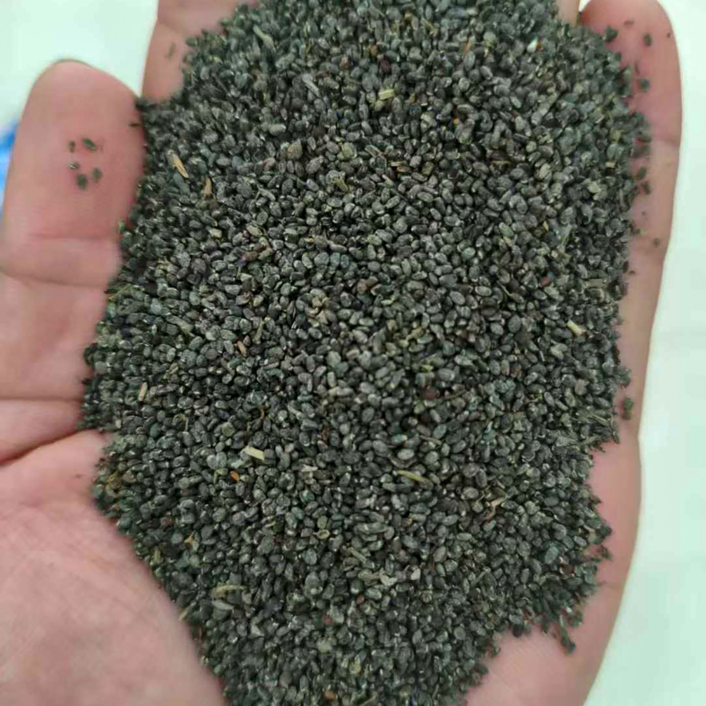 留兰香薄荷种子也叫绿薄荷香花菜香薄荷青薄荷血香菜土薄荷5