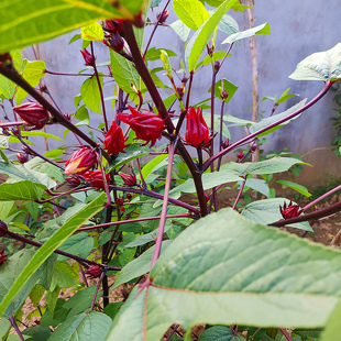 洛神花种子也叫红桃k红金梅玫瑰茄3