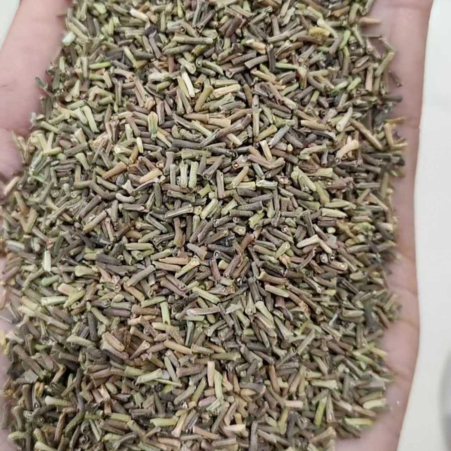 美女樱种子细叶美人樱草观花铺地锦宿根种籽花种5