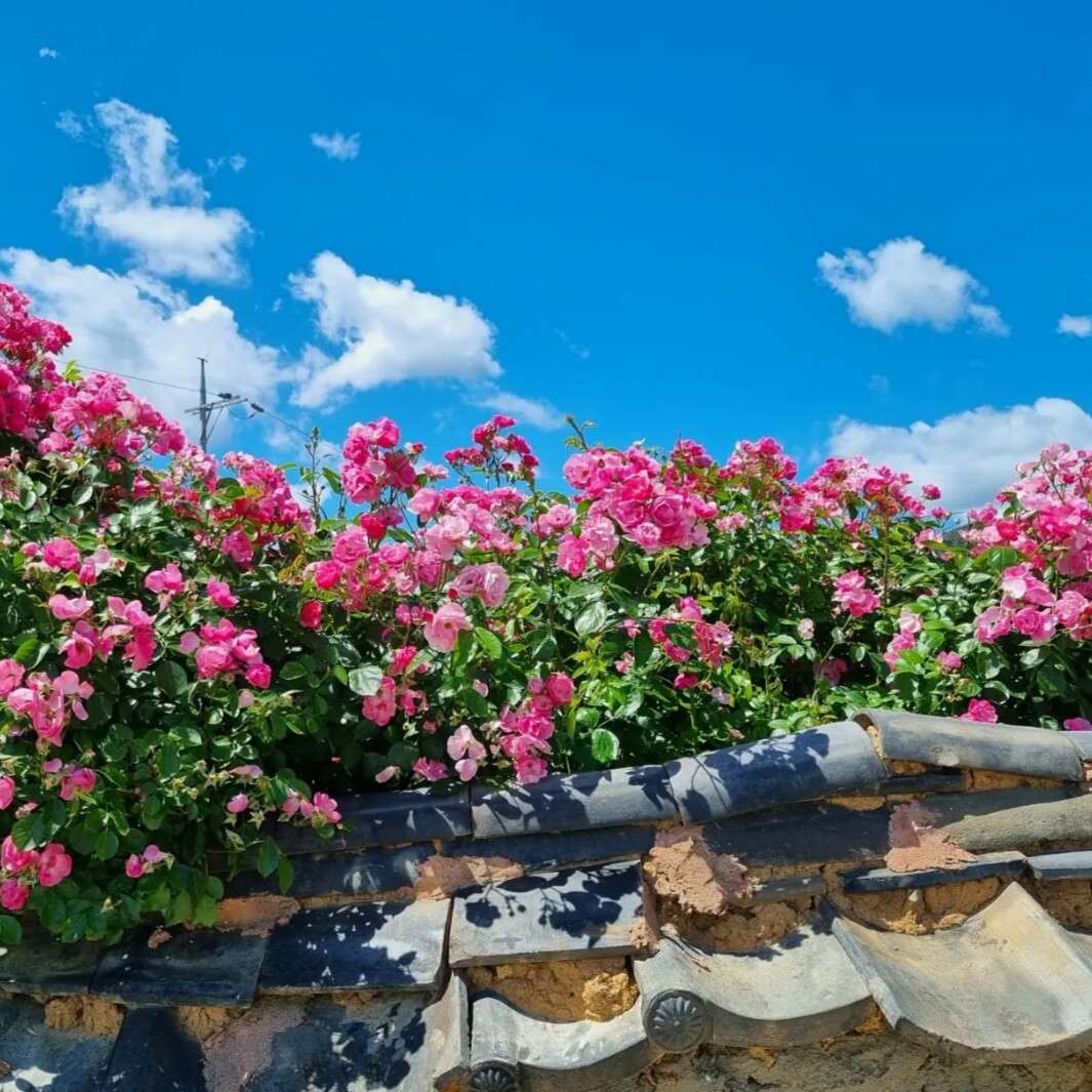 红刺玫种子花种4