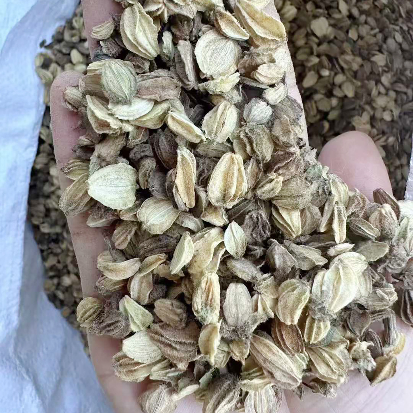 北沙参种子