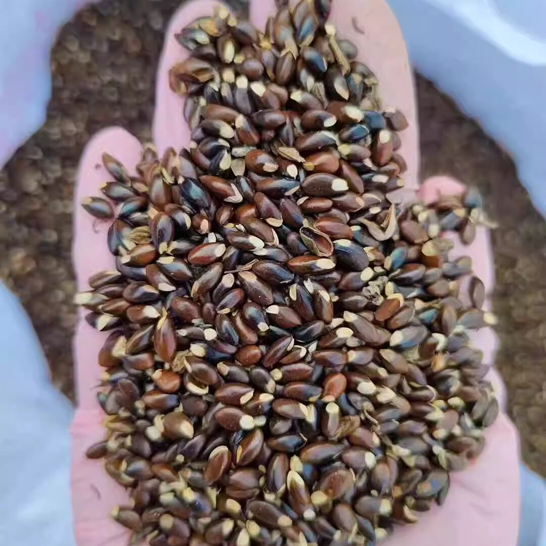 中华蚊母种子种籽绿化工程观叶种孑树种子4
