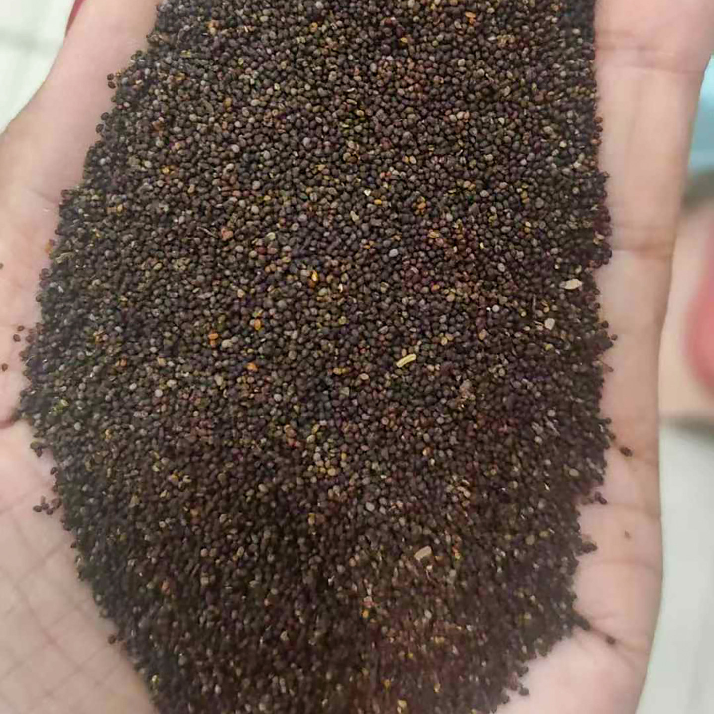 秃疮花种子也叫秃子花勒马回兔子花3