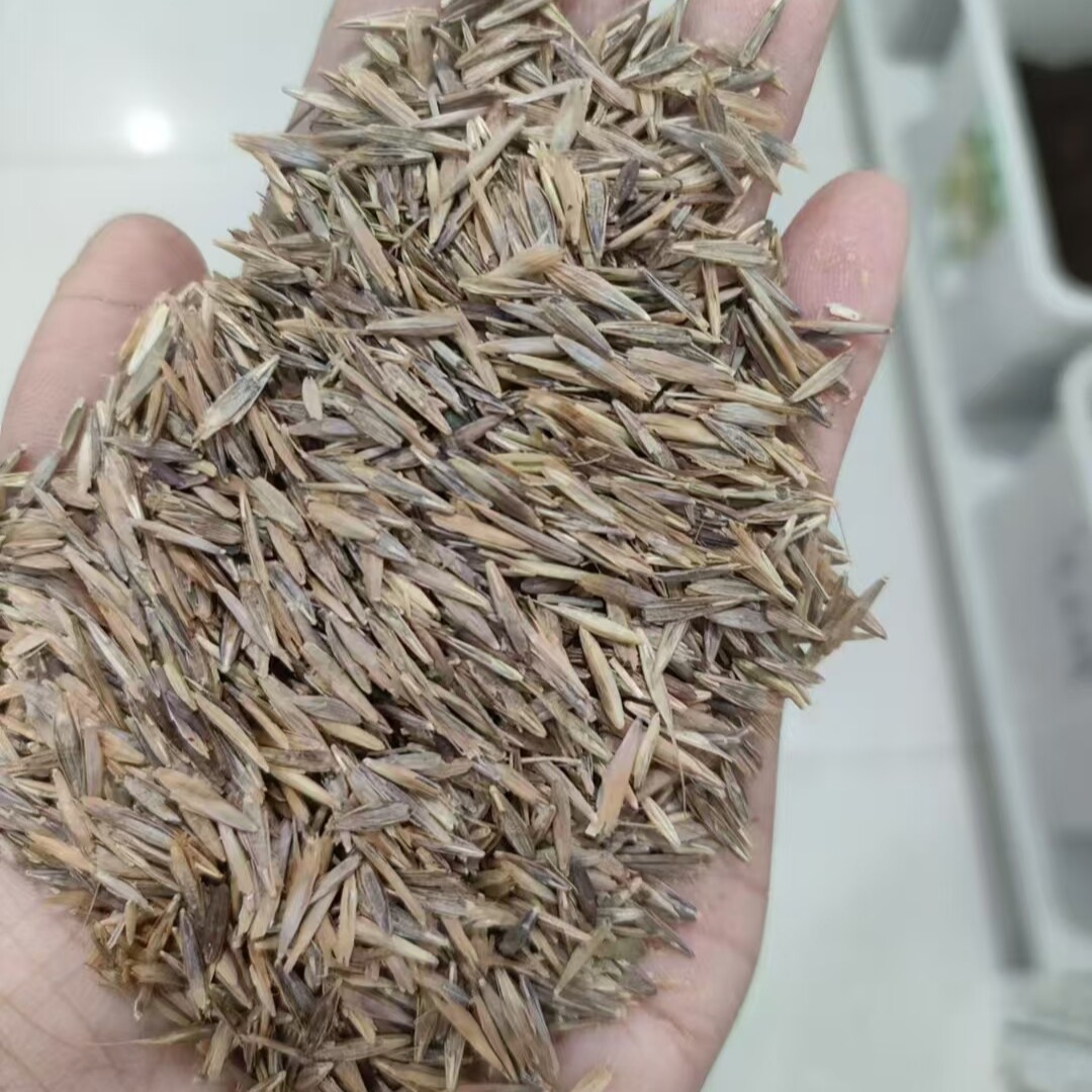无芒雀麦种子禾萱草无芒草光雀麦人工草场环保固沙种籽草牧草1