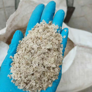 泡桐树种子轻型木质木材树木白花大果泡桐空桐树当年新采种子4