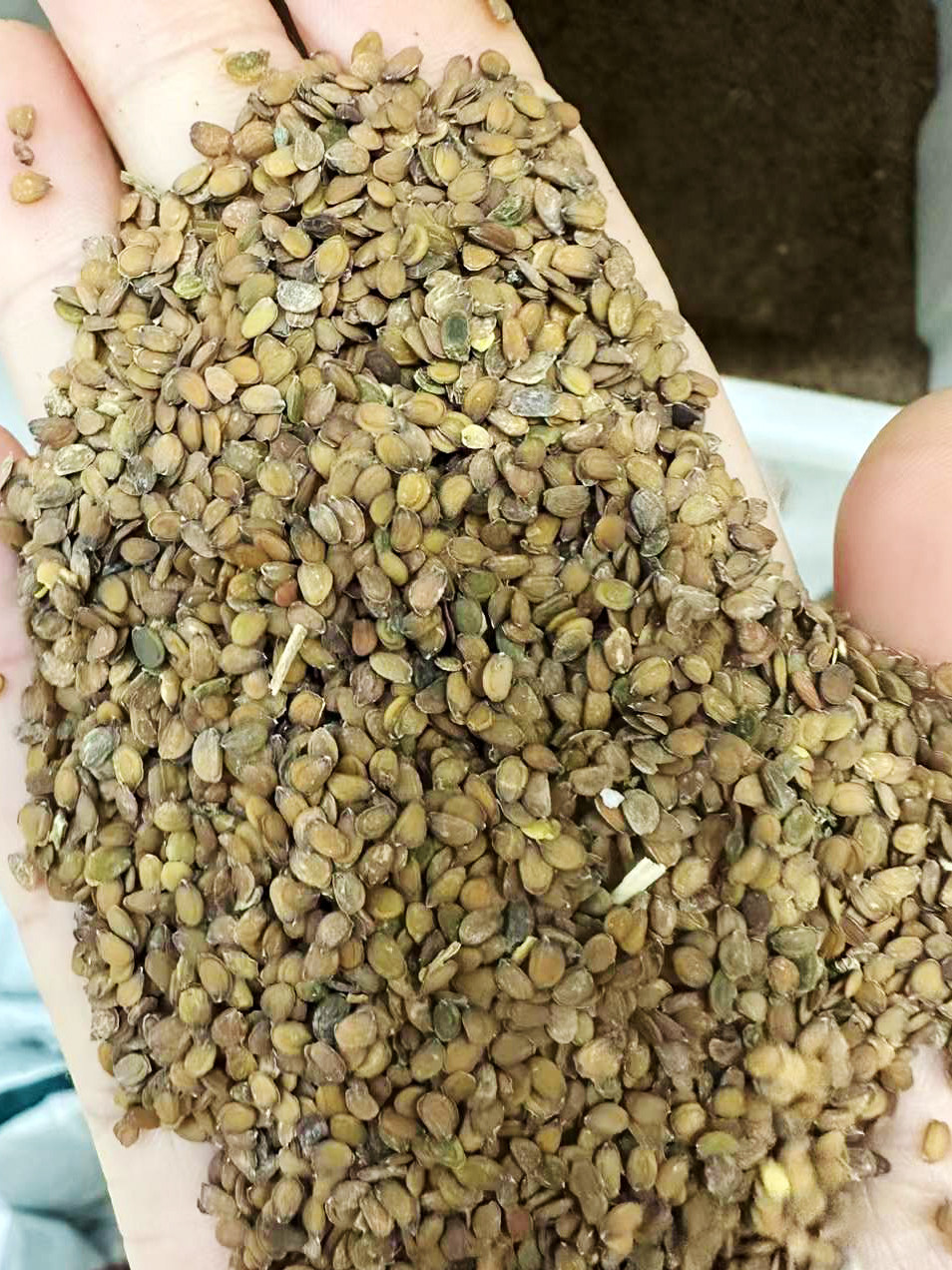 蜂室花种子四季花籽种籽籽花种5四季花