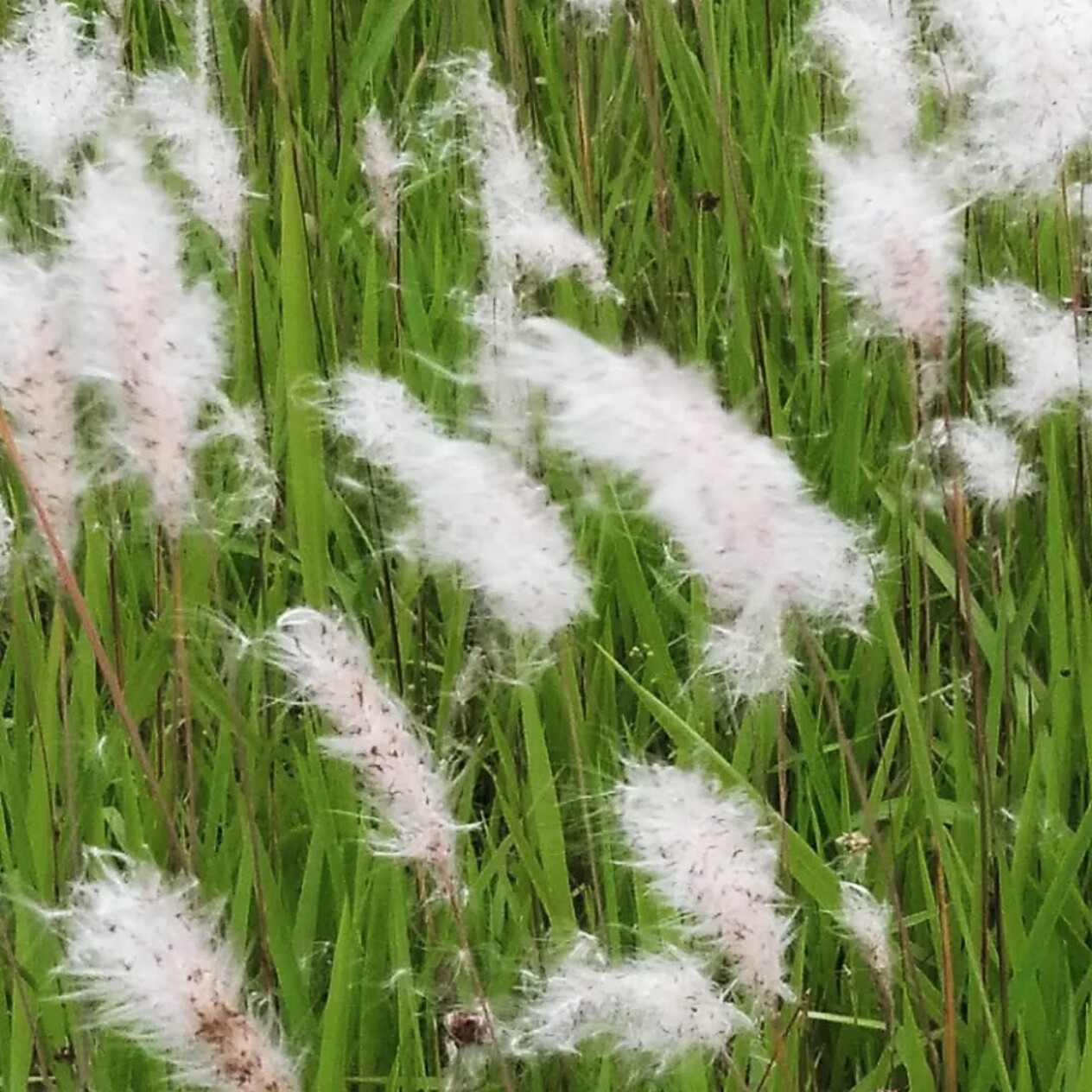 茅草种子四季观赏花卉