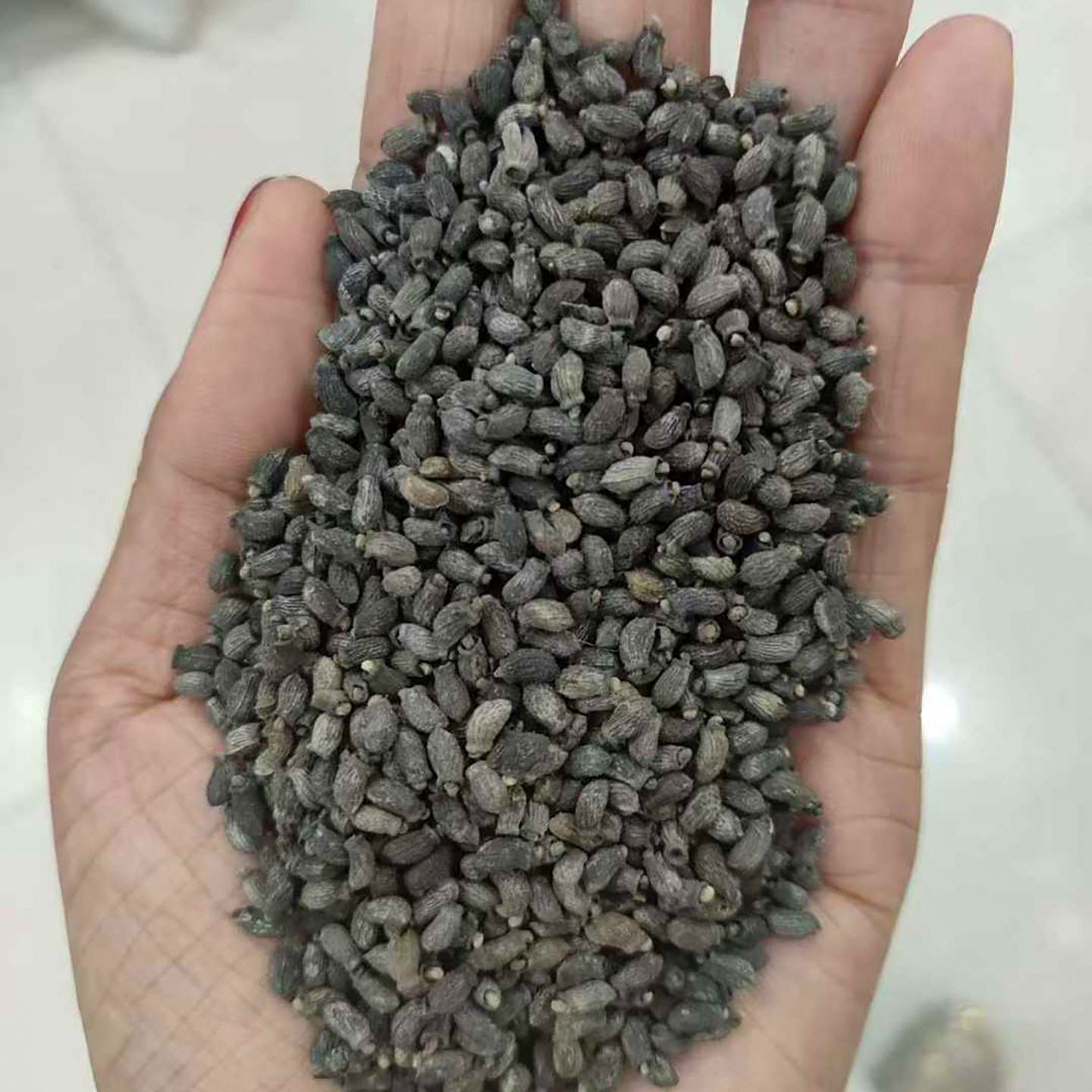 琉璃苣种子