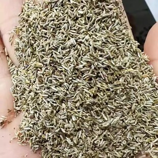 紫菀种子草种子5