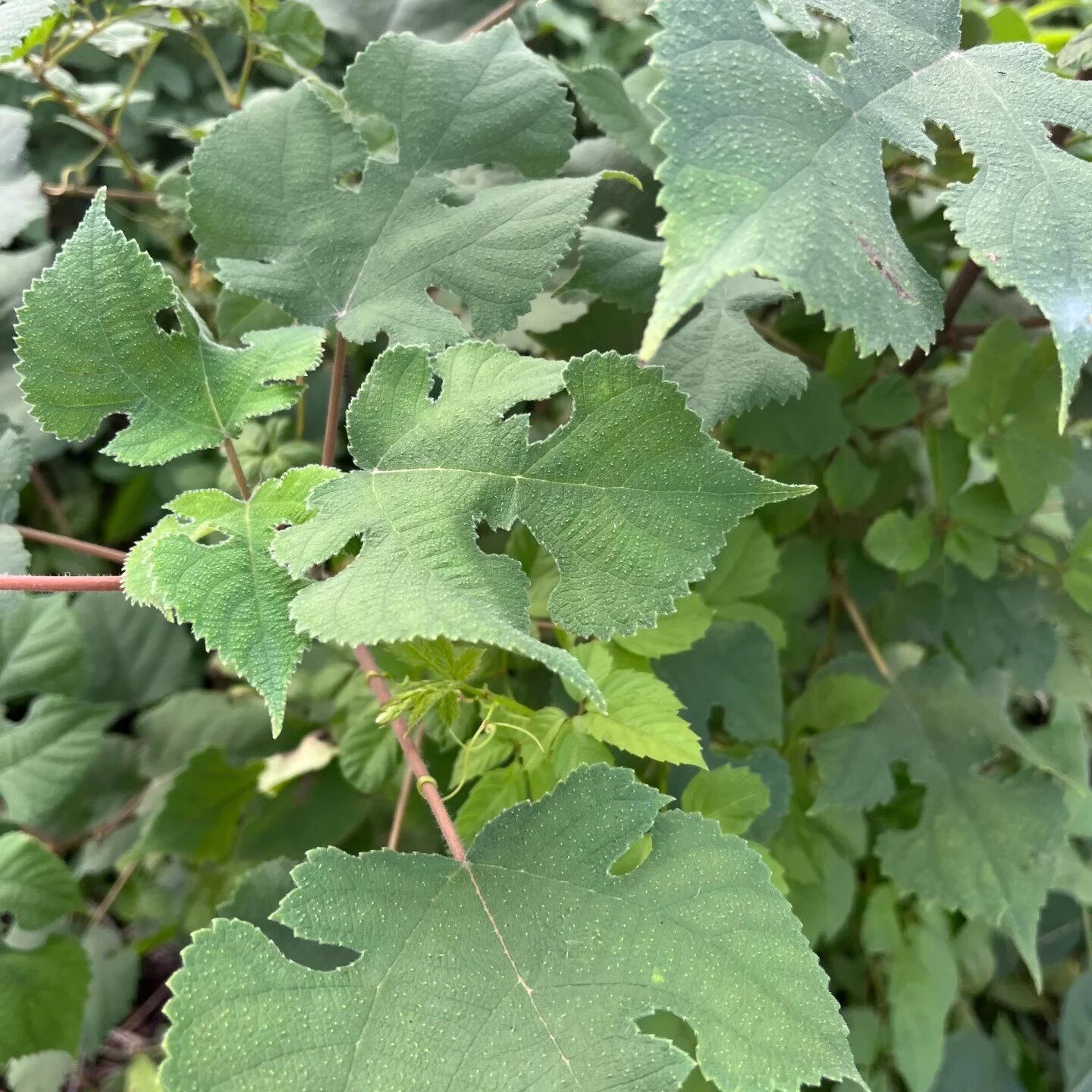 构树种子籽构桃树构乳树楮树种子沙纸树杨梅庭院杂交构树种子4