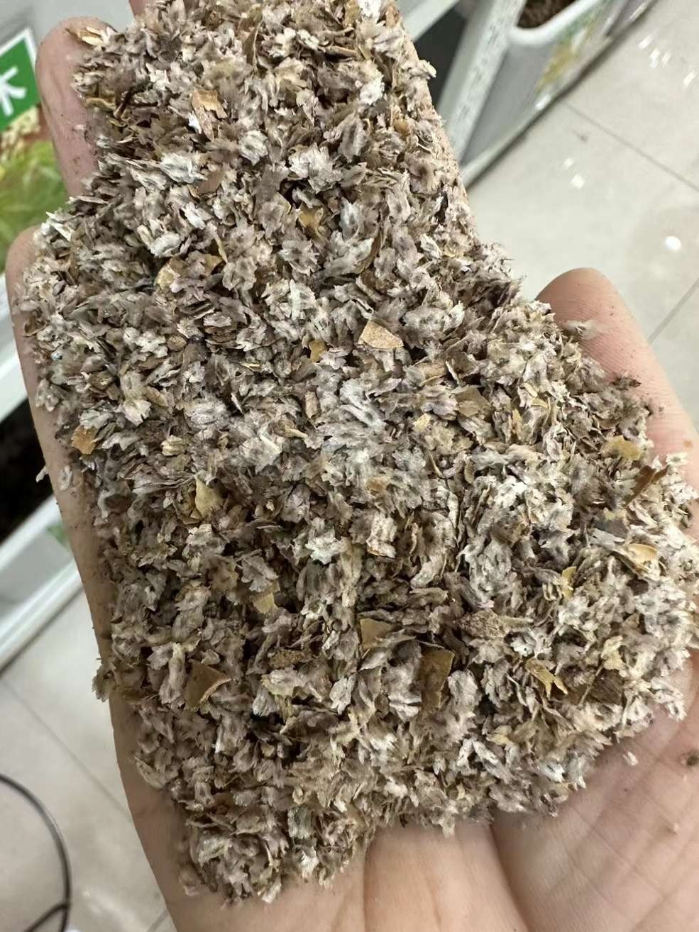 Пычное дерево семена легкий деревянный дерево Дерево дерево белый цветки крупные Фруктовое пузырь Тонгконга затем новый Выбирать семена 4